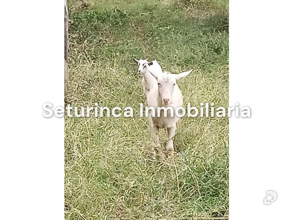Finca en San Casimiro, Camatagua – 88