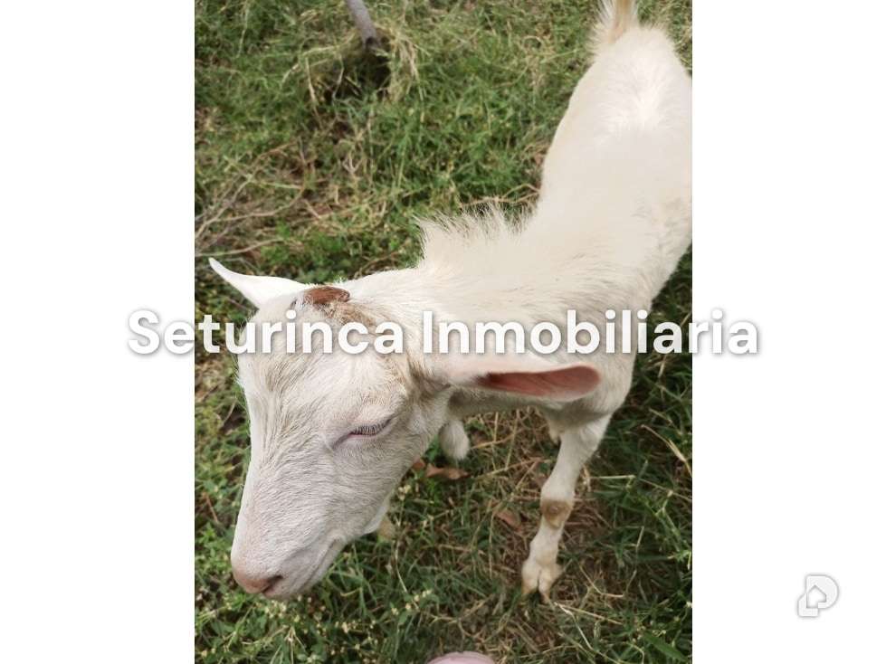 Finca en San Casimiro, Camatagua – 85