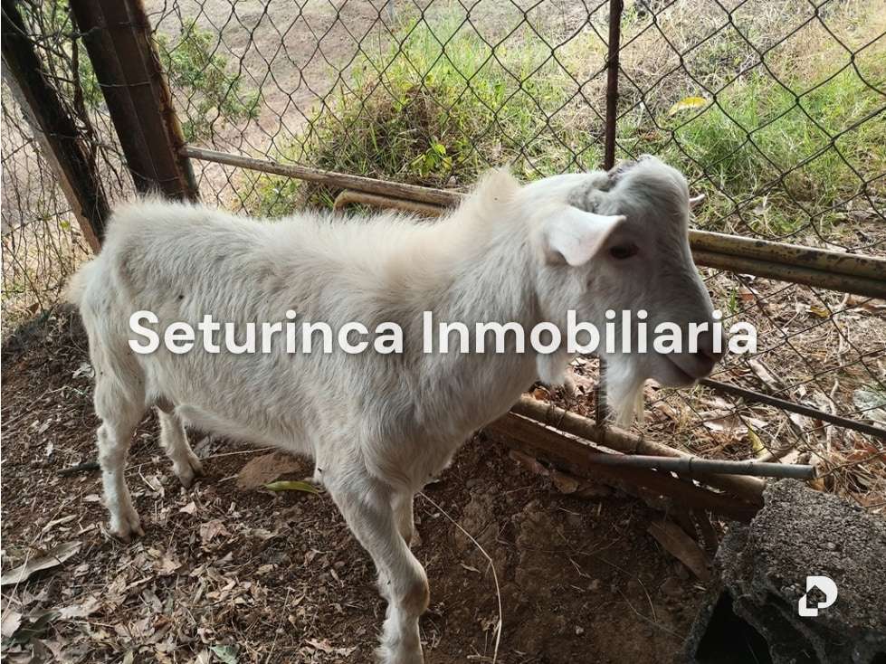 Finca en San Casimiro, Camatagua – 96