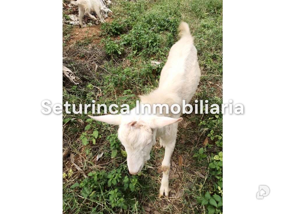 Finca en San Casimiro, Camatagua – 97