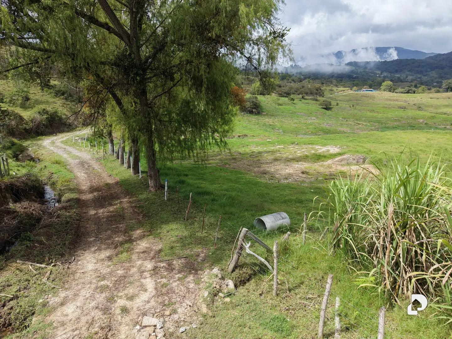Finca en Los Cínaros a 3KM de las Cruces, Vía La Azulita – 4