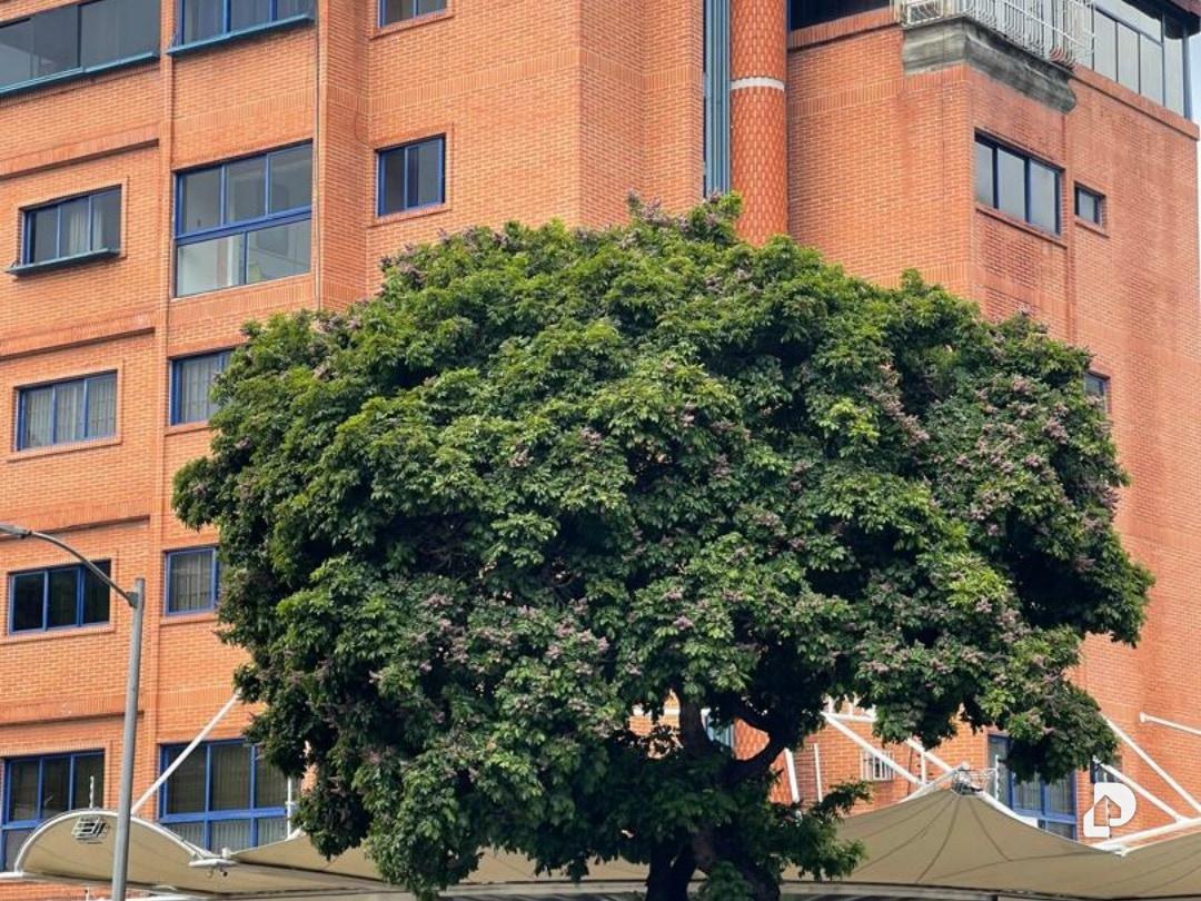 Edificio en Santa Mónica, Caracas – 1