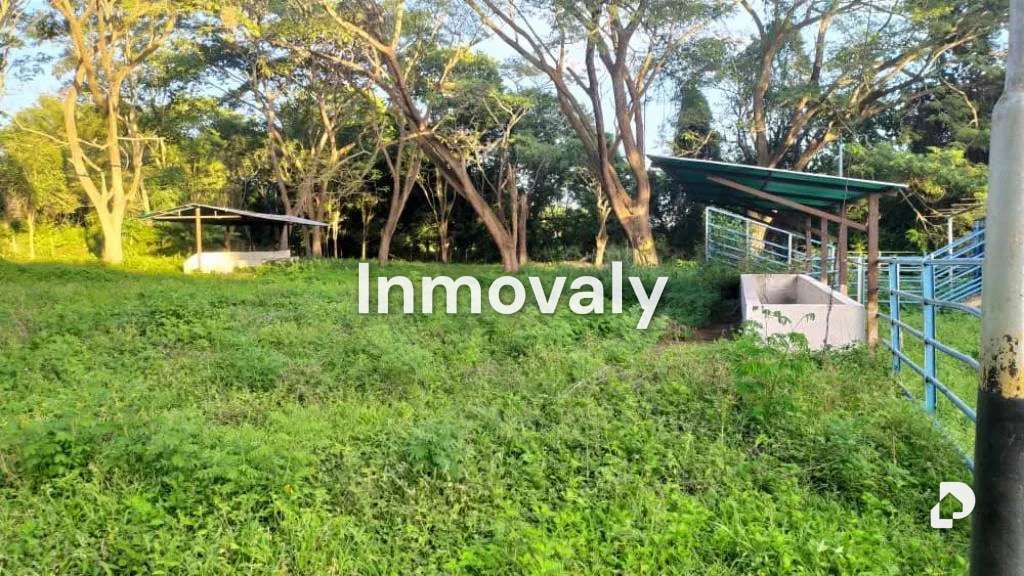 Finca en Taguanes, Tinaquillo – 3