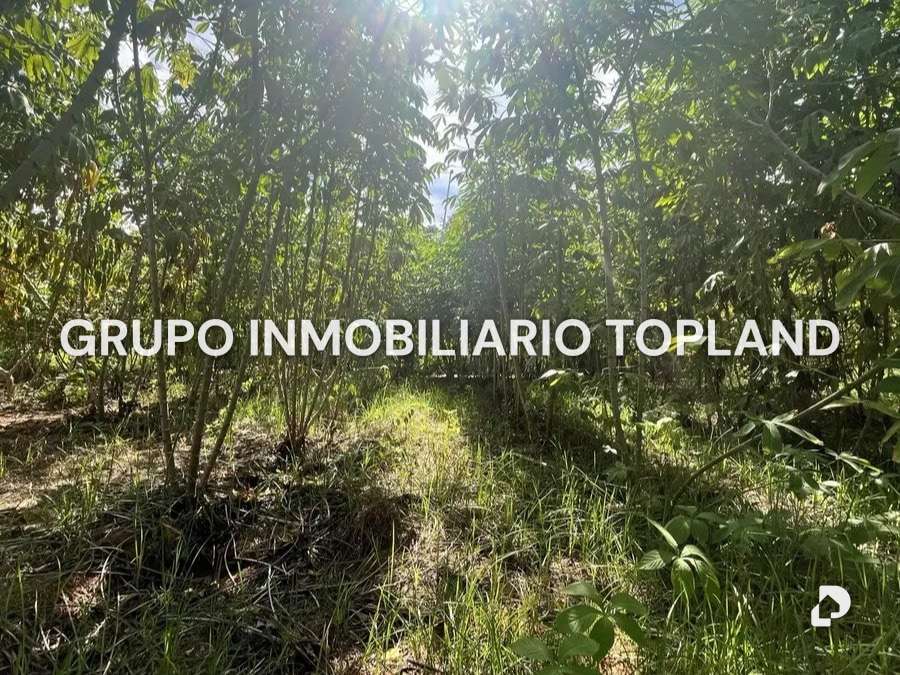 Finca en Arismendi, La Asunción – 4
