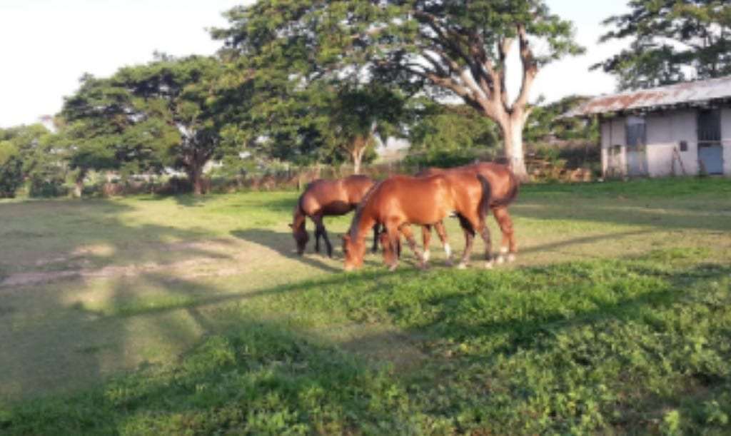 Finca en Santa Cruz, Maracay - 1