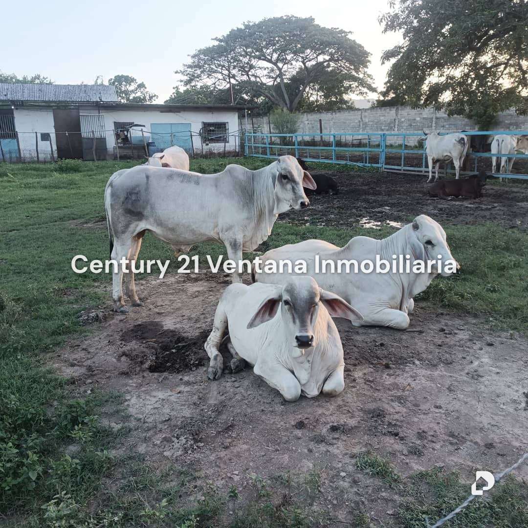 Finca en Santa Cruz, Maracay – 5