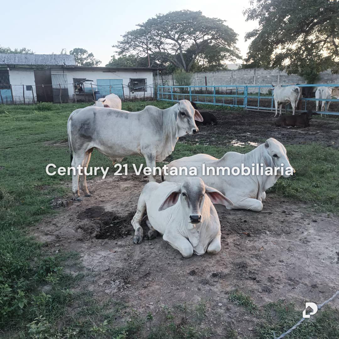Finca en Santa Cruz, Maracay – 5