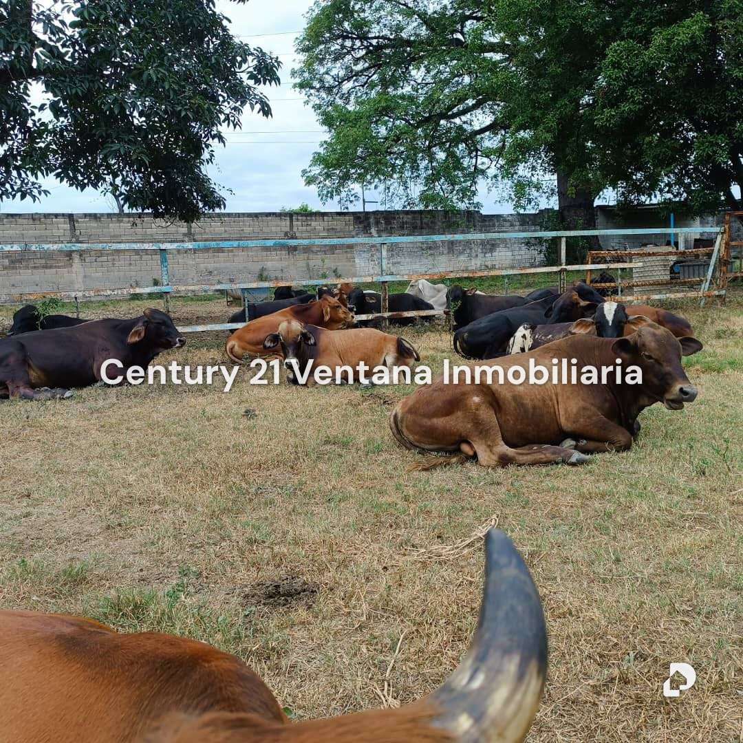 Finca en Santa Cruz, Maracay – 7
