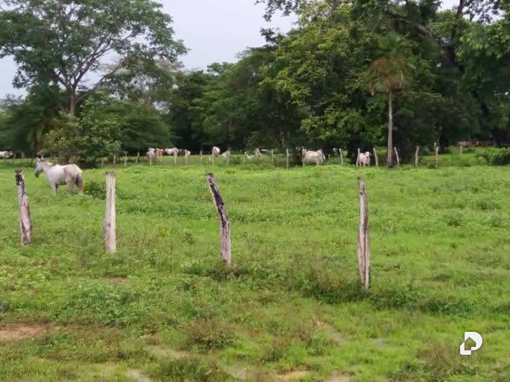 Finca en Sector Corozopando, San Fernando de Apure – 5