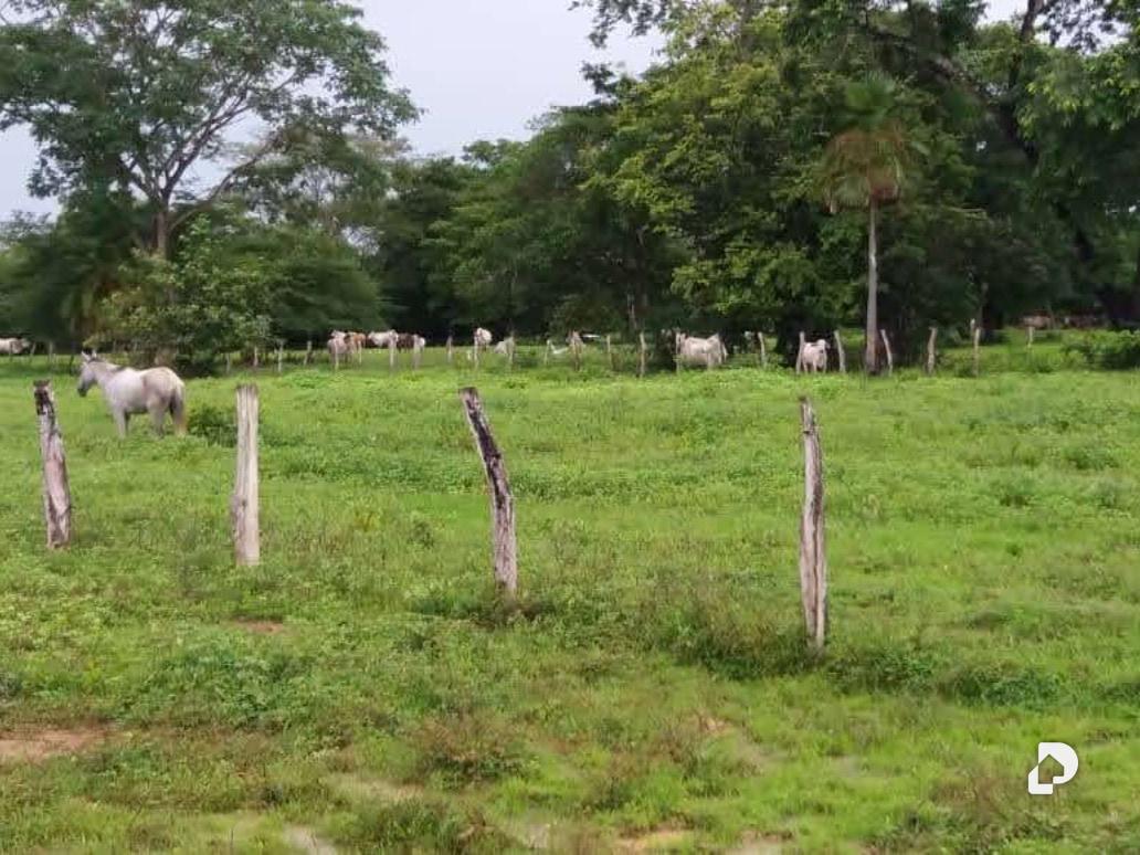Finca en Sector Corozopando, San Fernando de Apure – 5
