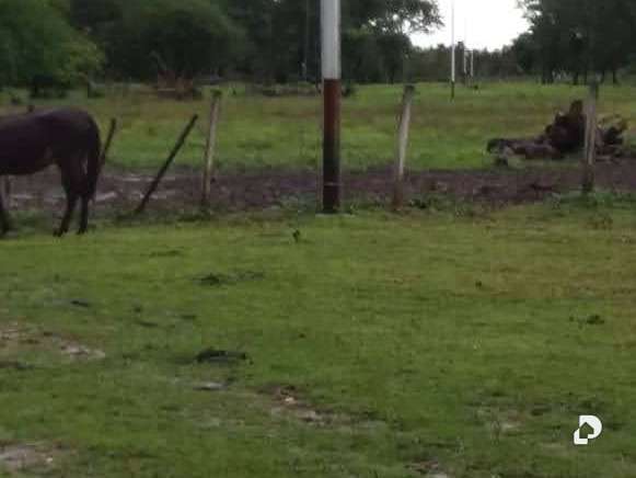 Finca en Sector Corozopando, San Fernando de Apure – 15