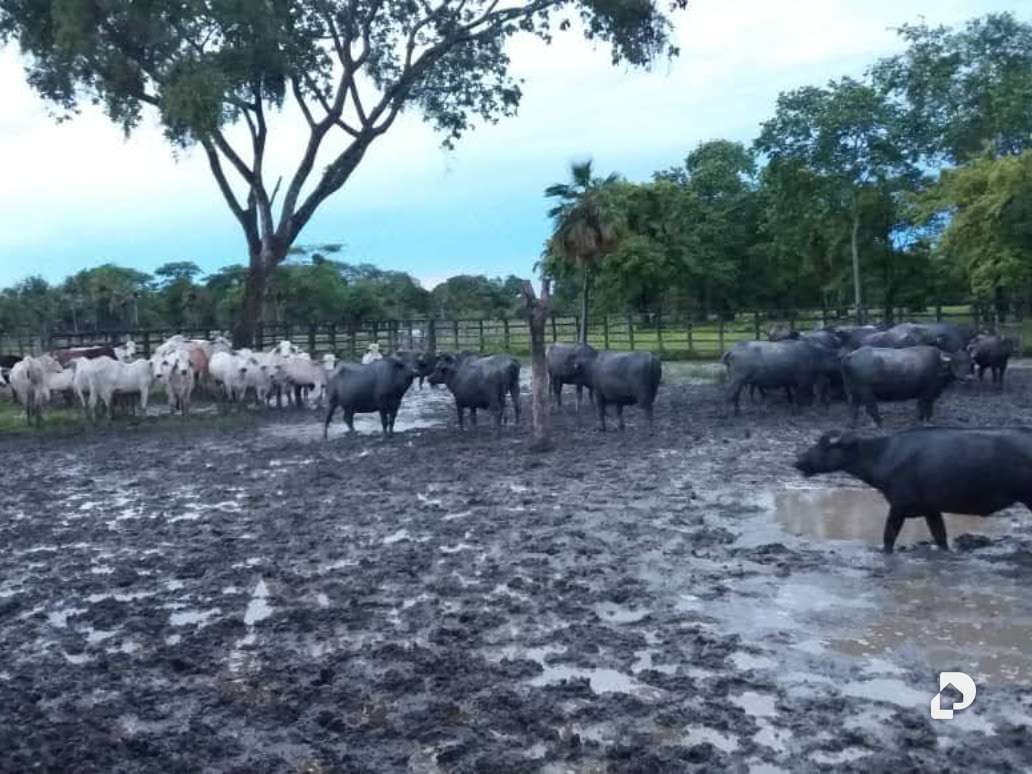 Finca en Sector Corozopando, San Fernando de Apure – 13