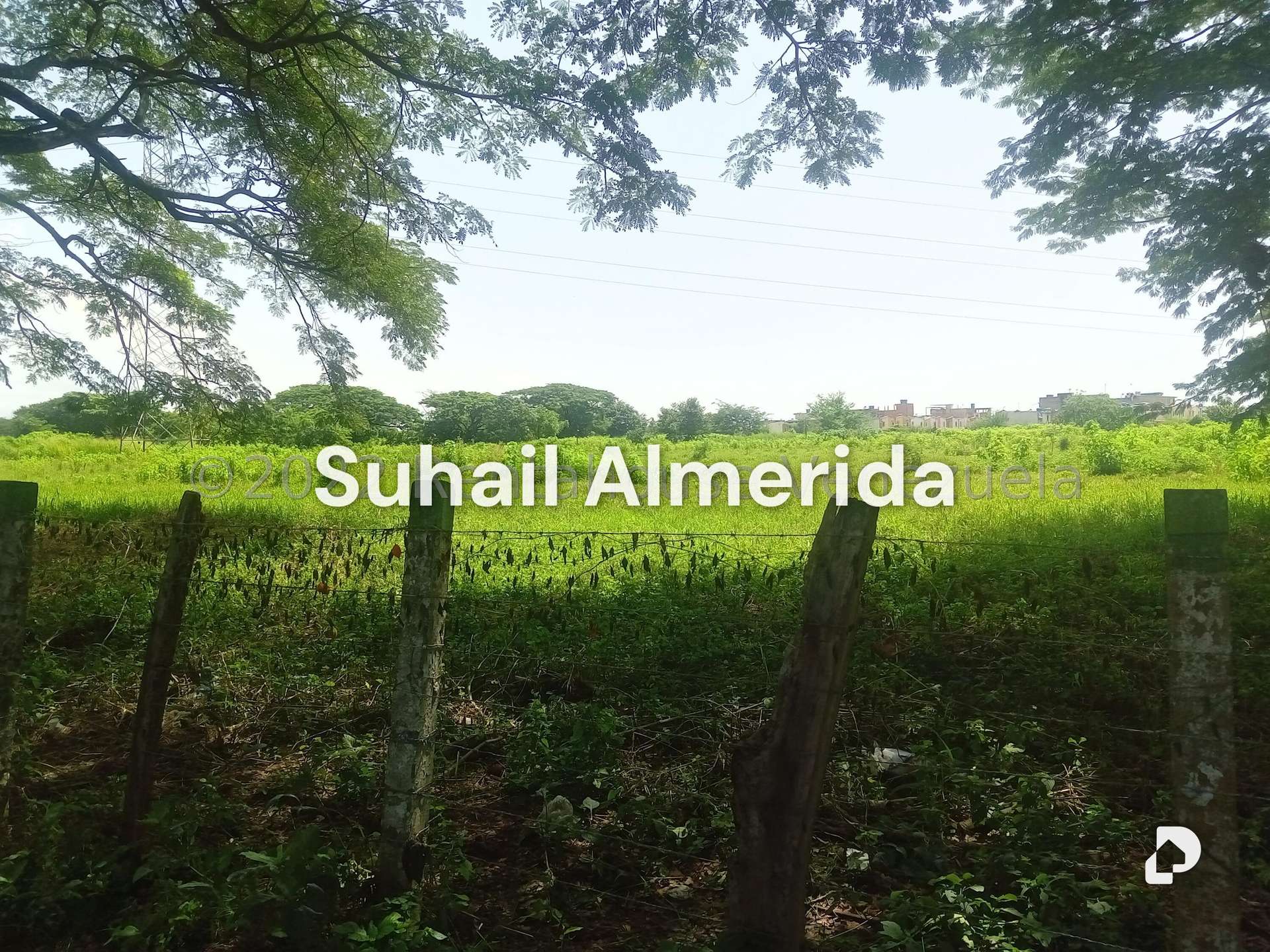 Terreno en Flor Amarillo, Valencia – 2