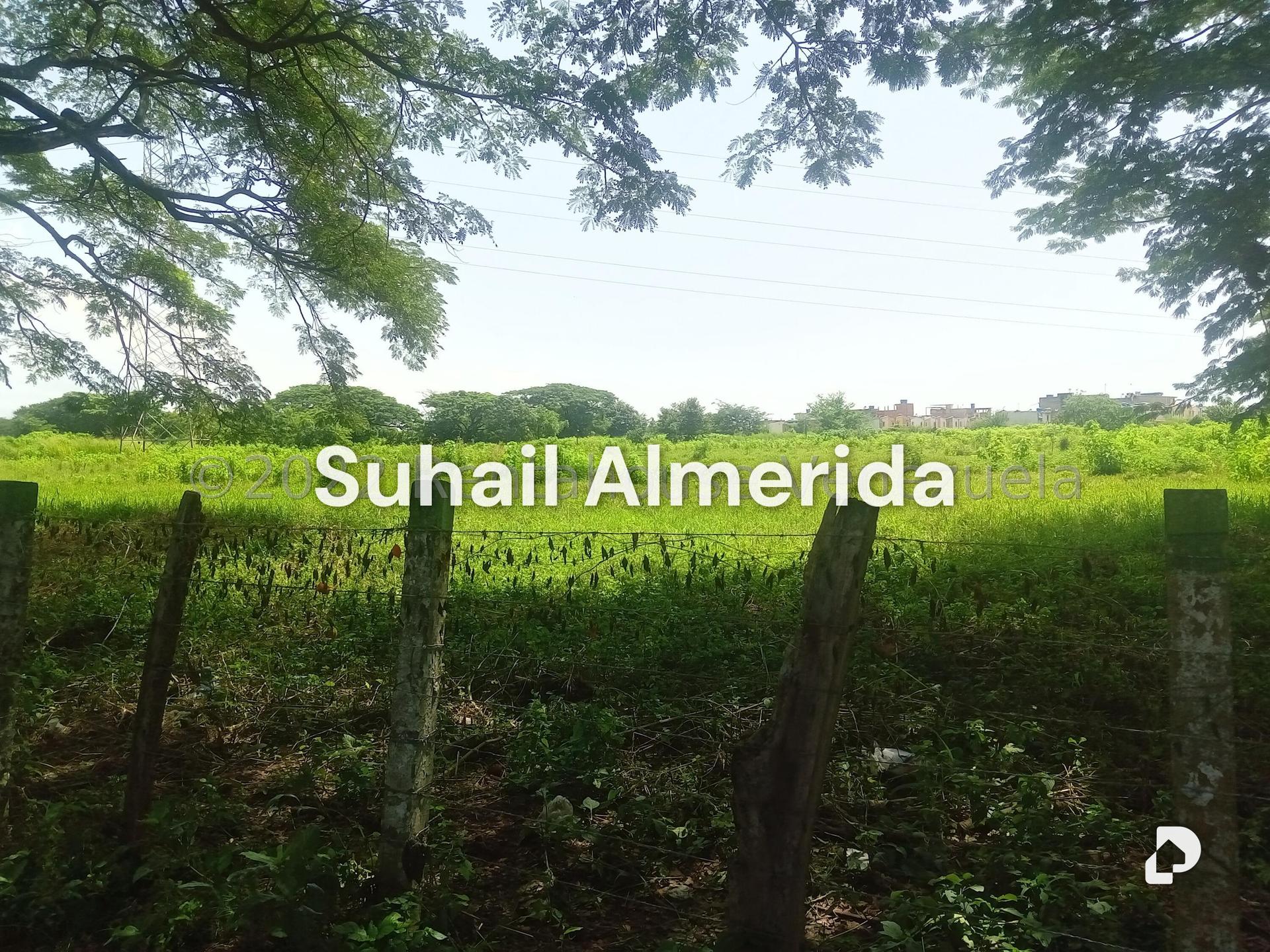 Terreno en Flor Amarillo, Valencia – 2