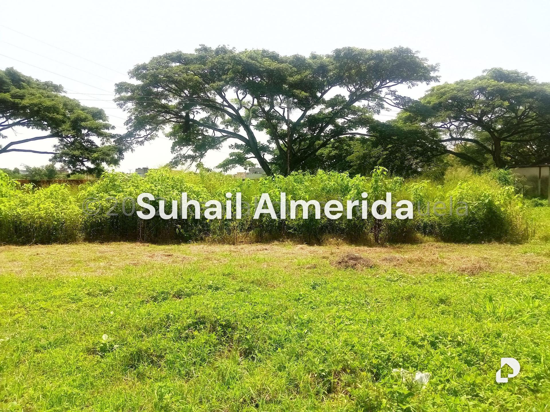 Terreno en Flor Amarillo, Valencia – 3